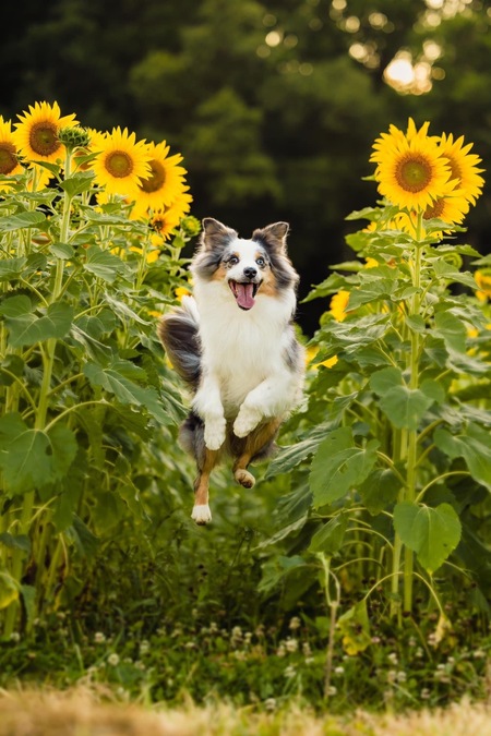 Entry image for Taco. Clicking this image will show a larger photo