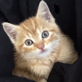 Entry image for Louie