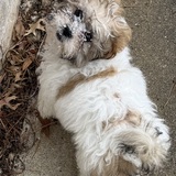 Entry image for Teddy