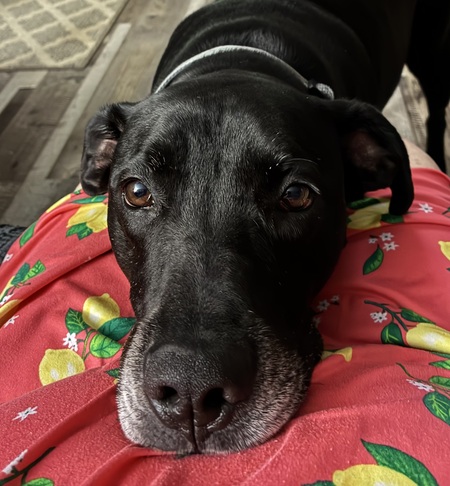 Entry image for Louie. Clicking this image will show a larger photo