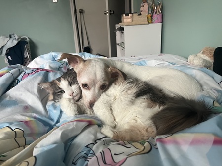 Entry image for Nyla and Missy. Clicking this image will show a larger photo