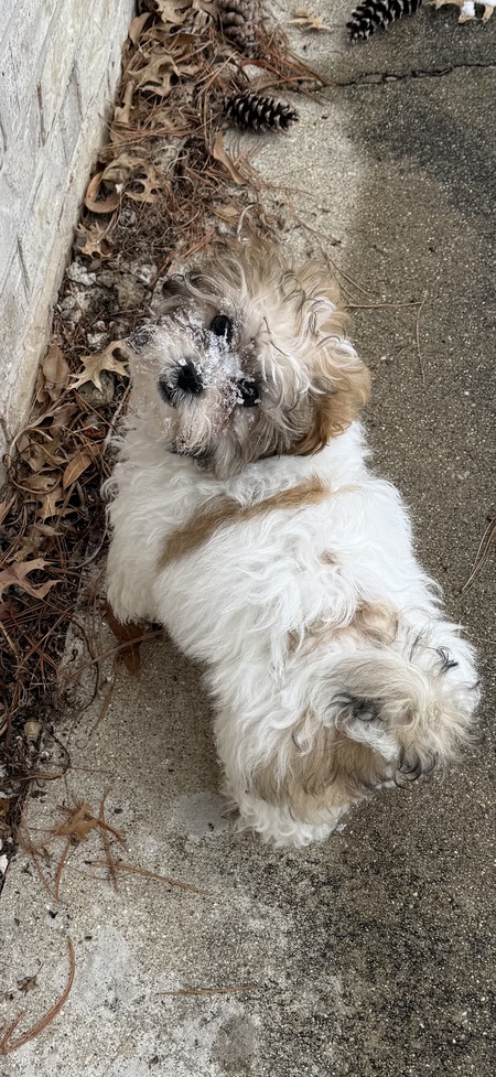 Entry image for Teddy. Clicking this image will show a larger photo