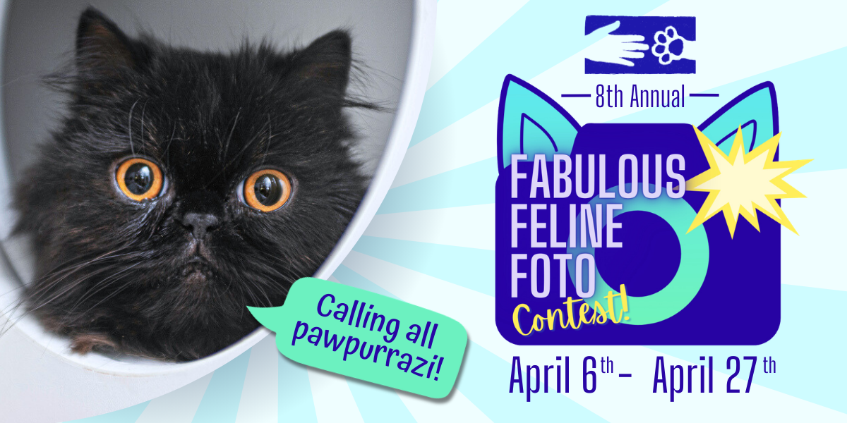Banner for 8th Annual Fabulous Feline Foto Contest
