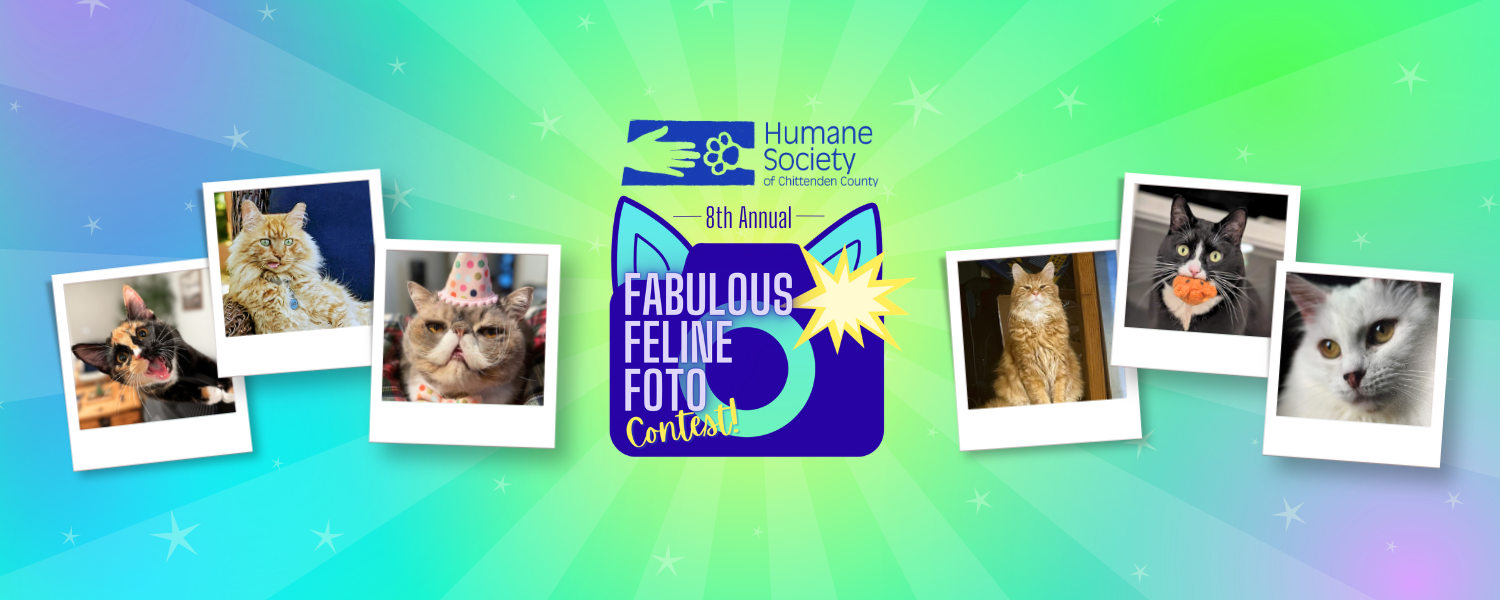 Banner for 8th Annual Fabulous Feline Foto Contest