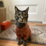 Entry image for Turnip