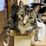 Entry image for Charlie