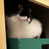 Entry image for Oliver