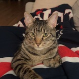 Entry image for Ernie 