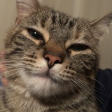Entry image for Tora