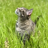 Entry image for Squeaky