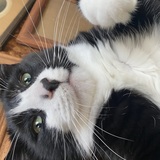 Entry image for Oliver 