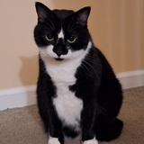 Entry image for Ollie