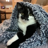 Entry image for Pixie
