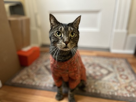 Entry image for Turnip. Clicking this image will show a larger photo