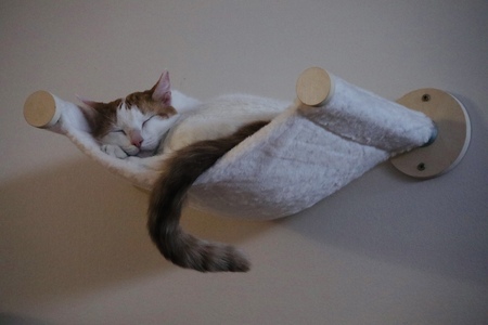 Entry image for Petey. Clicking this image will show a larger photo