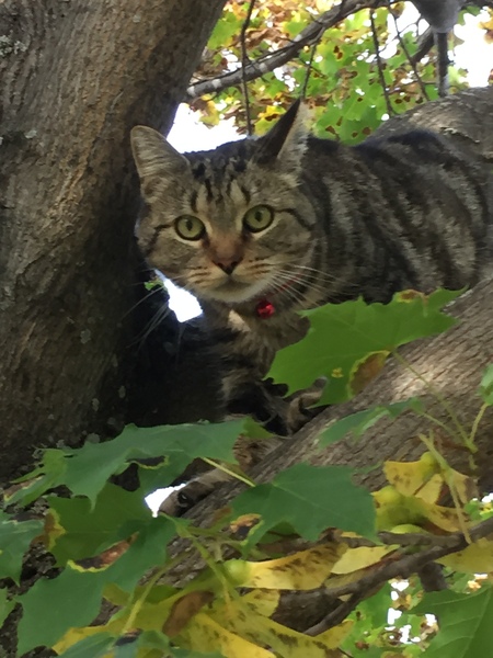 Entry image for Zeke. Clicking this image will show a larger photo