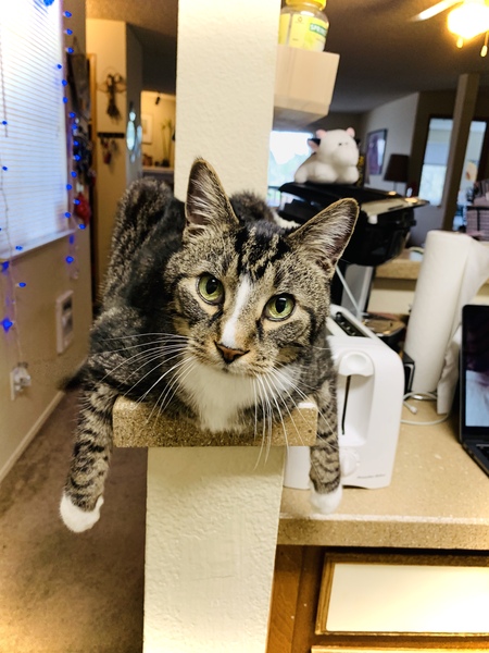 Entry image for Charlie. Clicking this image will show a larger photo