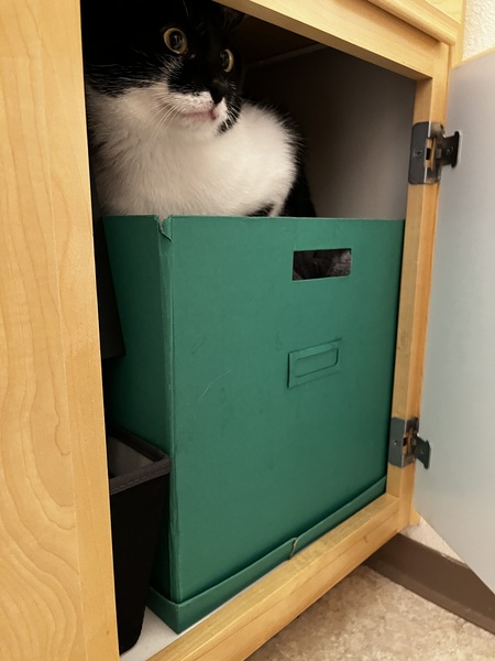Entry image for Oliver. Clicking this image will show a larger photo