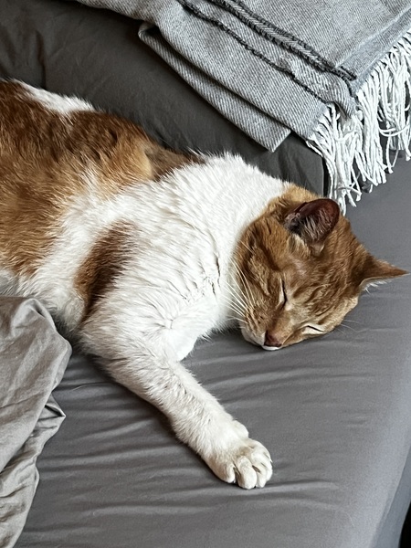 Entry image for Theo. Clicking this image will show a larger photo