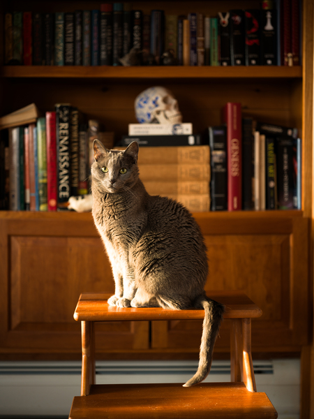 Entry image for Aggie. Clicking this image will show a larger photo