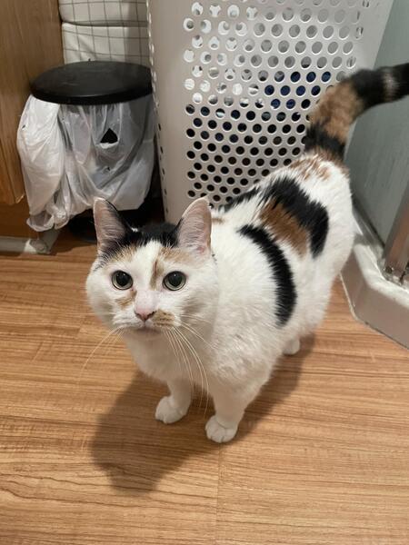 Entry image for Daisy. Clicking this image will show a larger photo