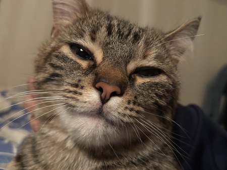 Entry image for Tora. Clicking this image will show a larger photo