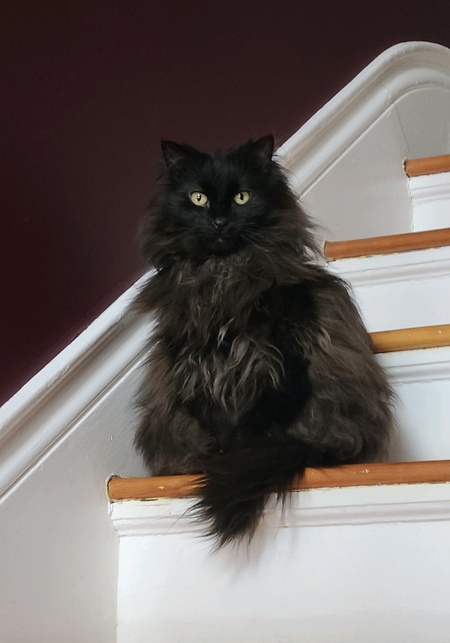 Entry image for Georgie. Clicking this image will show a larger photo