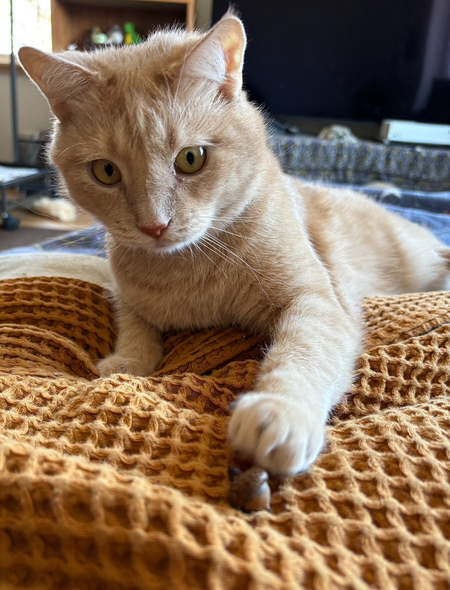 Entry image for Acorn . Clicking this image will show a larger photo