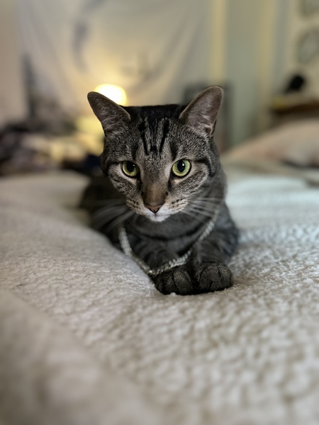 Entry image for Ernie. Clicking this image will show a larger photo