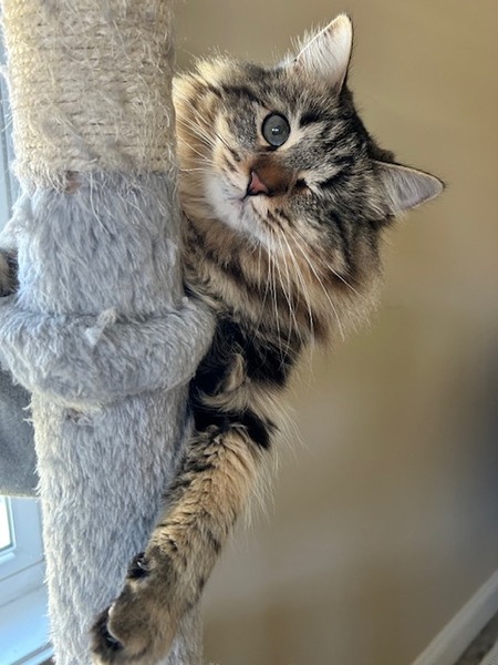 Entry image for Maggie. Clicking this image will show a larger photo