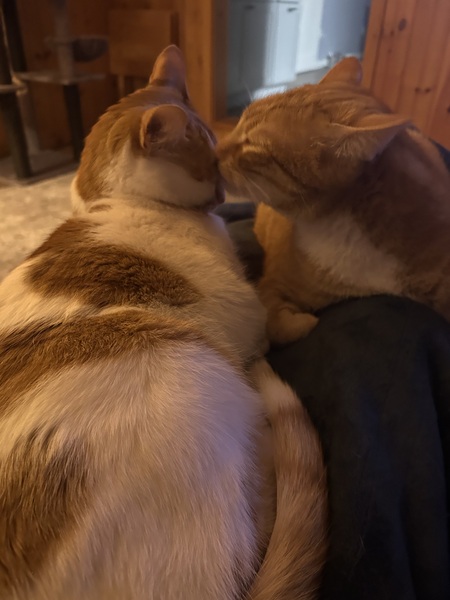 Entry image for Rosie & Charlie. Clicking this image will show a larger photo