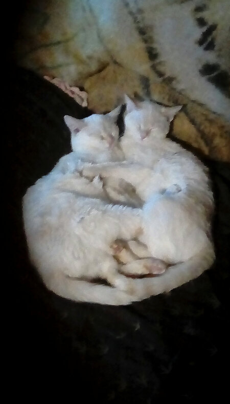 Entry image for Sheba and Avalon . Clicking this image will show a larger photo