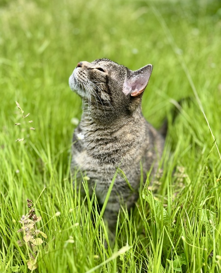 Entry image for Squeaky. Clicking this image will show a larger photo