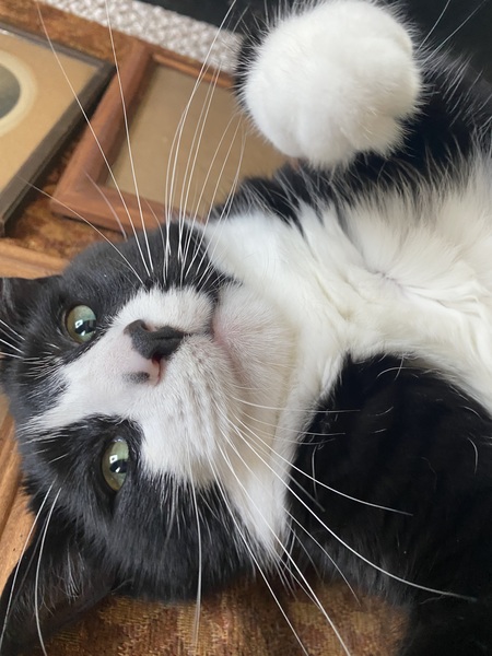 Entry image for Oliver . Clicking this image will show a larger photo
