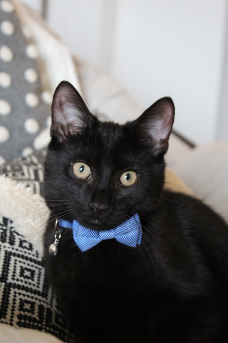 Entry image for Jasper. Clicking this image will show a larger photo