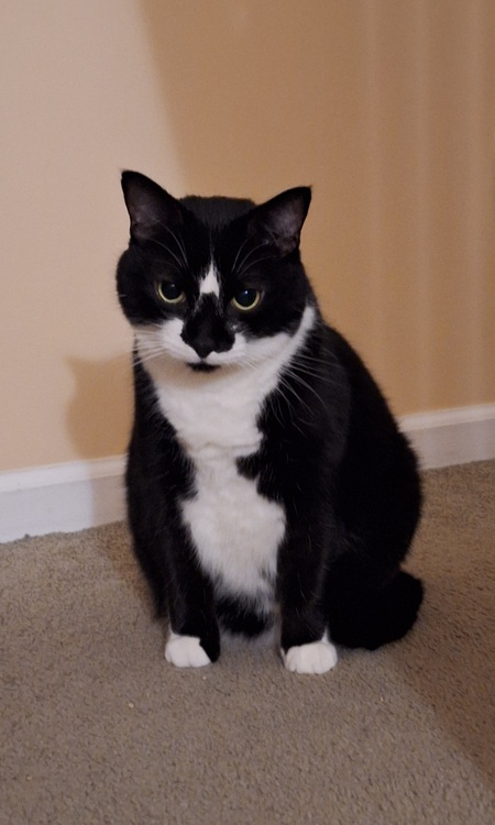 Entry image for Ollie. Clicking this image will show a larger photo