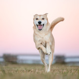 Entry image for Princess Bokja the Wonder-Jindo