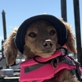 Entry image for Josie