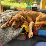 Entry image for Baxter & Rufus
