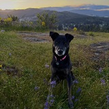 Entry image for Aspen