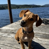 Entry image for Louie