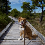 Entry image for Birdie