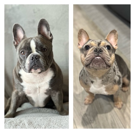 Entry image for Ellie & Beans . Clicking this image will show a larger photo
