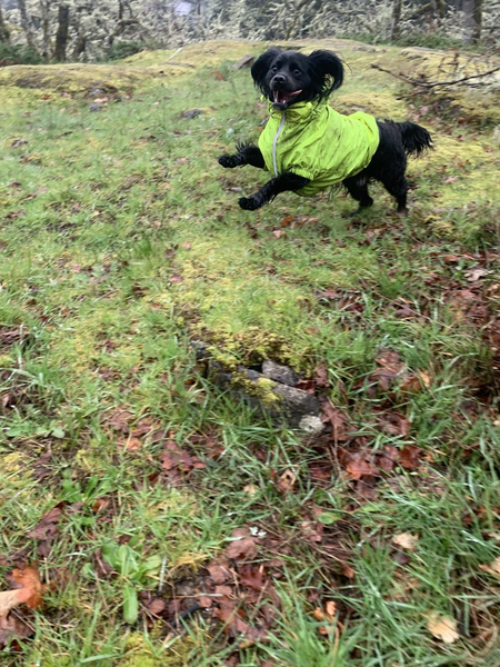 Entry image for Edgar Allen Pup. Clicking this image will show a larger photo