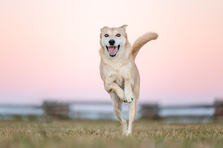 Entry image for Princess Bokja the Wonder-Jindo. Clicking this image will show a larger photo