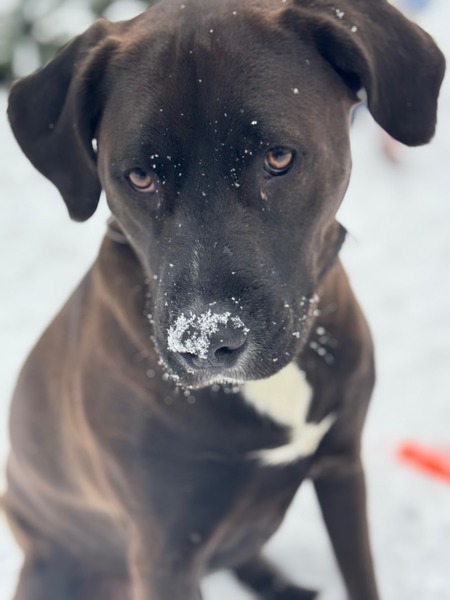 Entry image for Duke. Clicking this image will show a larger photo