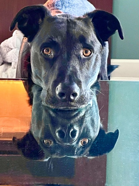 Entry image for Coby (aka Pin). Clicking this image will show a larger photo