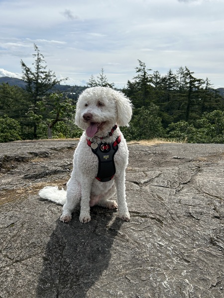 Entry image for Chloe. Clicking this image will show a larger photo