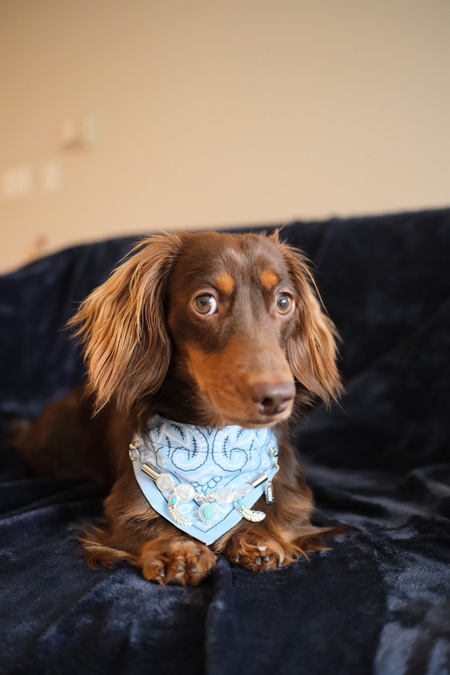 Entry image for Milo. Clicking this image will show a larger photo