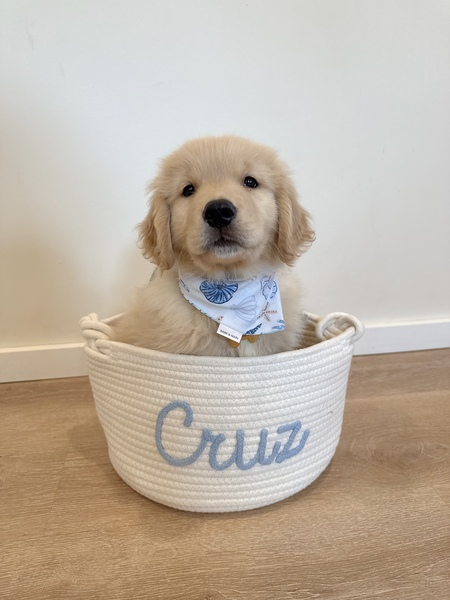 Entry image for Cruz. Clicking this image will show a larger photo